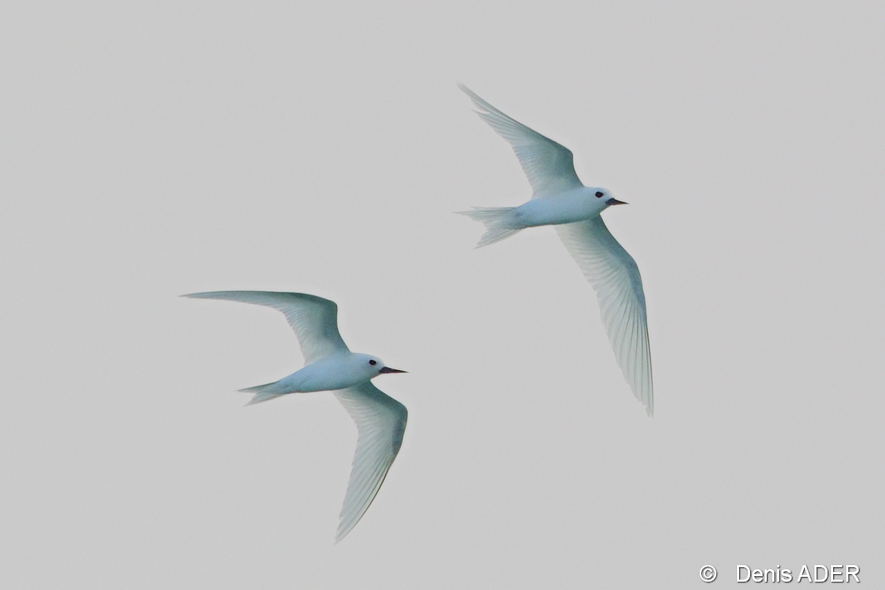DSC_7829 Gygis alba fairy tern_tn.jpg